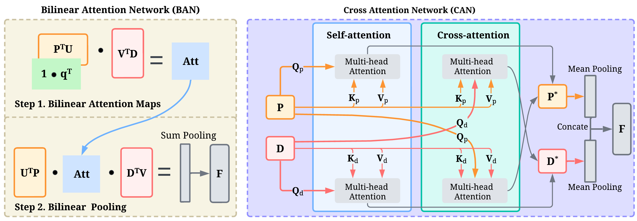 BAN and CAN fusion modules