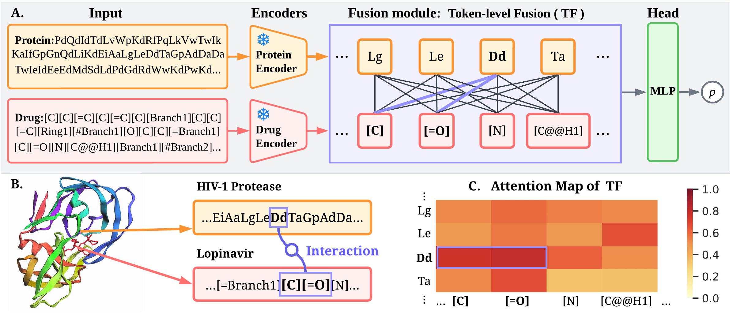 FusionDTI overall framework diagram